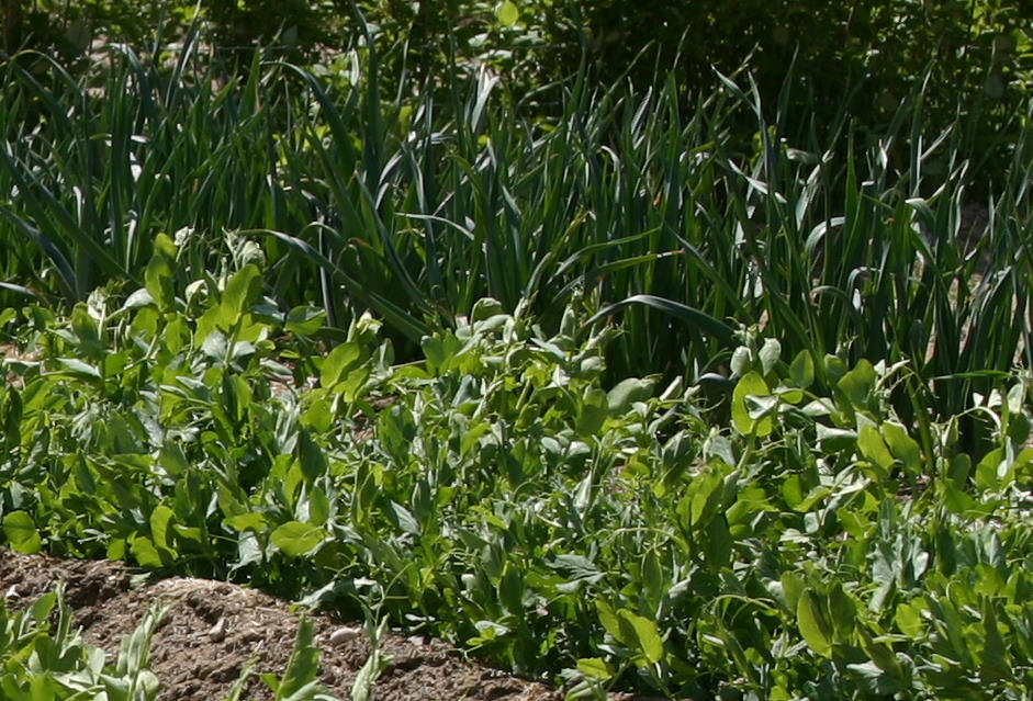 Ormus Minerals treated garden Ormus Minerals treated garden