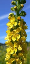 Ormus Minerals Bach Flower AGRIMONY Ormus Minerals Bach Flower AGRIMONY