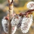 Ormus Minerals ASPEN Ormus Minerals ASPEN