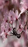 Ormus Minerals Cherry Plum Imorinted ORMUS Ormus Minerals Cherry Plum Imorinted ORMUS