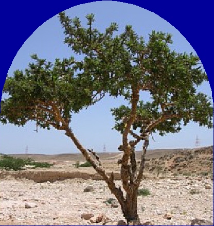 Ormus Minerals Frankincense Ormus Minerals Frankincense