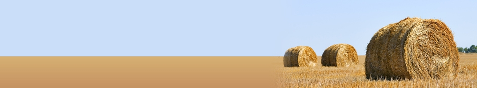 Ormus Effects Fields Ormus Effects Fields