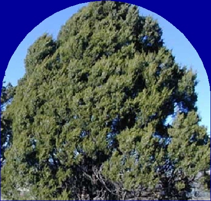 Ormus Minerals Juniper Ormus Minerals Juniper