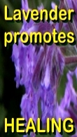 Ormus Minerals - Pure Organic LAVENDER Essential Oil Ormus Minerals - Pure Organic LAVENDER Essential Oil