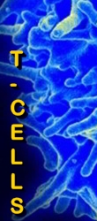 Ormus Minerals - Ormus Rich Mushrooms _t-cells Ormus Minerals - Ormus Rich Mushrooms _t-cells