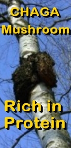 Ormus Minerals CHAGA MUSHROOMS are rich in Protein B Ormus Minerals CHAGA MUSHROOMS are rich in Protein B