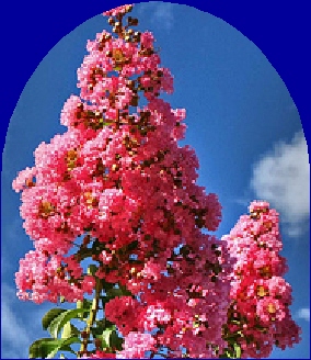 Ormus Minerals Myrtle bloom Ormus Minerals Myrtle bloom