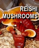 Ormus Minerals REISHI Mushrooms Ormus Minerals REISHI Mushrooms