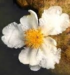 Ormus Minerals Flower ROCK WATER Imprinted ORMUS Ormus Minerals Flower ROCK WATER Imprinted ORMUS