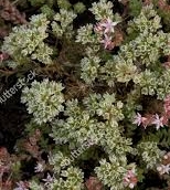 Ormus Minerals Flower SCLERANTHUS Imprinted ORMUS Ormus Minerals Flower SCLERANTHUS Imprinted ORMUS