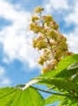 Ormus Minerals Flower SWEET CHESTNUT Imprinted ORMUS Ormus Minerals Flower SWEET CHESTNUT Imprinted ORMUS
