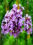 Ormus Minerals Flower VERVAIN Imprinted ORMUS Ormus Minerals Flower VERVAIN Imprinted ORMUS