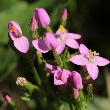 Ormus Minerals Centaury Flower and Thyme EO Ormus Minerals Centaury Flower and Thyme EO