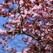 Ormus Minerals Cherry Plum Flower Ormus Minerals Cherry Plum Flower