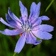Ormus Minerals CHICORY flower Ormus Minerals CHICORY flower