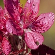 Ormus Minerals Bach Flower Crab Apple Ormus Minerals Bach Flower Crab Apple