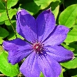 Ormus Minerals Flower Ckematis Ormus Minerals Flower Ckematis