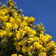 Ormus Minerals Bach Flower GORSE Ormus Minerals Bach Flower GORSE