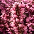 Ormus Minerals Bach Flower HEATHER Ormus Minerals Bach Flower HEATHER
