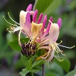 Ormus Minerals Bach Flower HONEYSUCKLE Ormus Minerals Bach Flower HONEYSUCKLE