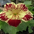 Ormus Minerals Bach Flower MIMULUS Ormus Minerals Bach Flower MIMULUS
