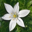 Ormus Minerals Bach Flower Star of Bethlehem Ormus Minerals Bach Flower Star of Bethlehem
