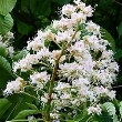 Ormus Minerals Bach Flower WHITE CHESTNUT Ormus Minerals Bach Flower WHITE CHESTNUT
