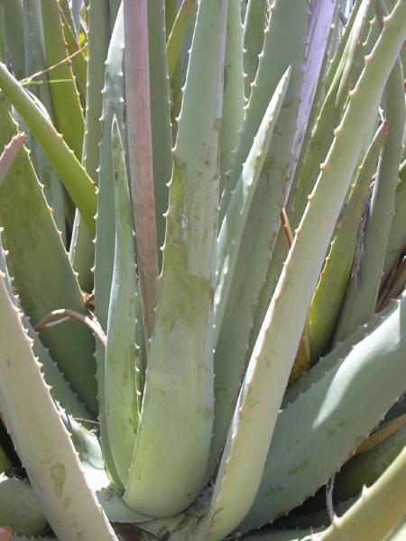 What is Monoatomic? Aleo Vera What is Monoatomic? Aleo Vera