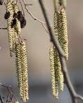 Ormus Minerals Aspen Flower Imprinted ORMUS