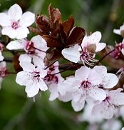 Ormus Minerals Beech Flower Imprinted ORMUS Ormus Minerals Beech Flower Imprinted ORMUS