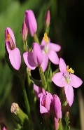 Ormus Minerals CENTAURY Flower Essence Imprinted ORMUS Ormus Minerals CENTAURY Flower Essence Imprinted ORMUS