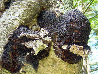 Ormus Minerals - Chaga Mushrooms Ormus Minerals - Chaga Mushrooms