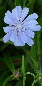 Ormus Minerals Flower CHICORY Imprinted ORMUS Ormus Minerals Flower CHICORY Imprinted ORMUS