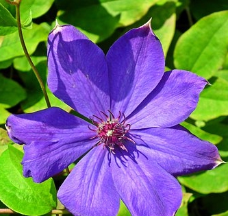Ormus Minerals Flower CLEMATIS Imprinted ORMUS Ormus Minerals Flower CLEMATIS Imprinted ORMUS