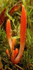 Ormus Minerals Ormus Rich Mushrooms - Cordyceps Ormus Minerals Ormus Rich Mushrooms - Cordyceps