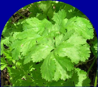 OrmusMineralsCoriander OrmusMineralsCoriander