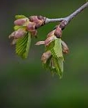 Ormus Minerals Elm Flower Imprinted ORMUS Ormus Minerals Elm Flower Imprinted ORMUS