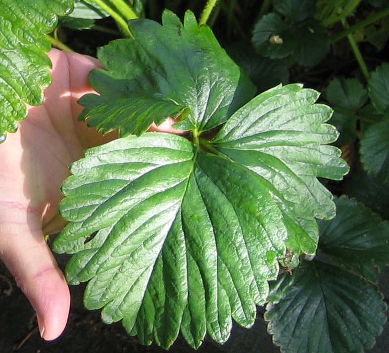 Ormus Effects Ormus Effects