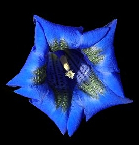 Ormus Minerals Flower Gentian Imprinted ORMUS Ormus Minerals Flower Gentian Imprinted ORMUS