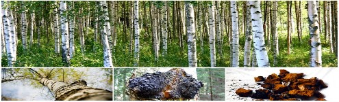 Ormus Minerals CH A G A Ormus Minerals CH A G A