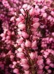 Ormus Minerals Flower Heather Imprinted ORMUS Ormus Minerals Flower Heather Imprinted ORMUS
