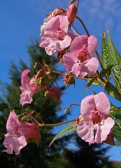 Ormus Minerals Flower Impatiens Imprinted ORMUS Ormus Minerals Flower Impatiens Imprinted ORMUS