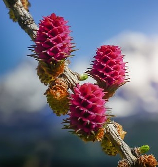 Ormus Minerals Flower LARCH Imprinted ORMUS Ormus Minerals Flower LARCH Imprinted ORMUS