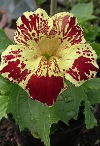 Ormus Minerals Flower MIMULUS Imprinted ORMUS Ormus Minerals Flower MIMULUS Imprinted ORMUS