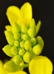 Ormus Minerals Flower MUSTARD Imprinted ORMUS Ormus Minerals Flower MUSTARD Imprinted ORMUS