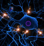 Ormus Minerals Himalayan Crystal Salt Sole - nerve communication Ormus Minerals Himalayan Crystal Salt Sole - nerve communication