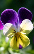 Ormus Minerals Effective Microbes Plant Microflora flowering plants Ormus Minerals Effective Microbes Plant Microflora flowering plants