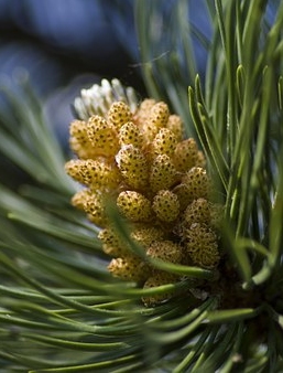 Ormus Minerals Flower PINE Imprinted ORMUS Ormus Minerals Flower PINE Imprinted ORMUS