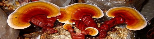 Ormus Minerals REISHI MUSHROOMS Ormus Minerals REISHI MUSHROOMS