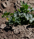 Ormus Minerals -Effective Microbes Plant Microflora soil Ormus Minerals -Effective Microbes Plant Microflora soil